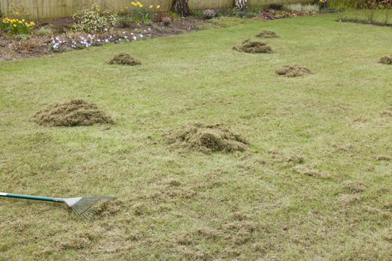 Lawn After Raking