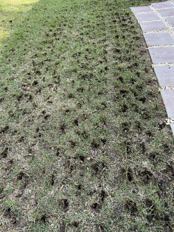 Aeration Holes in Turf
